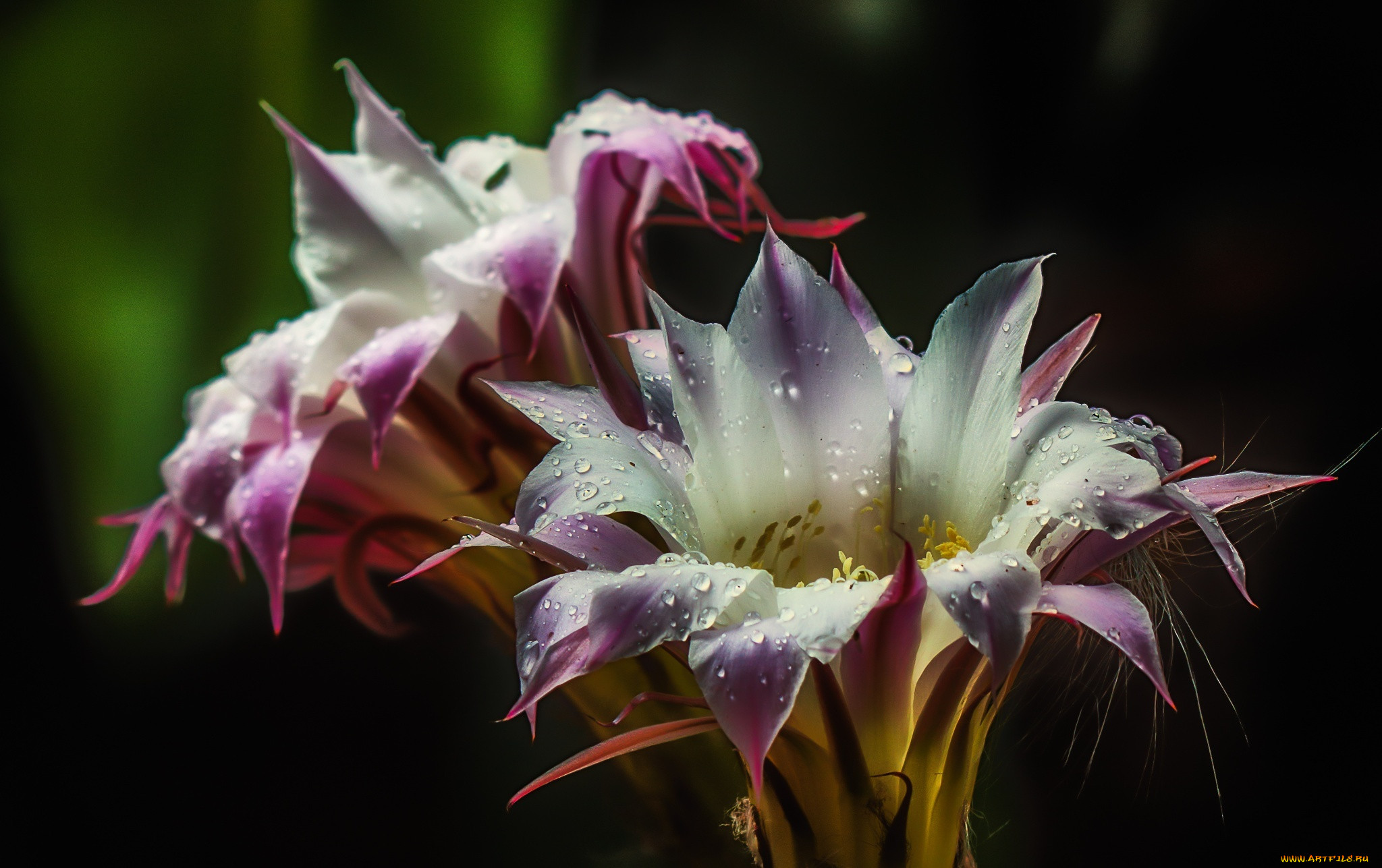 , , , hd, nature, flower, cactus, , , , , drops, water, blossom, 